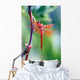 red dragonfly Wall Mural