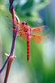red dragonfly Wall Mural