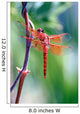 red dragonfly Wall Mural