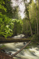A Rushing River In A Forest Wall Mural