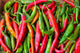 Hot Peppers Wall Mural