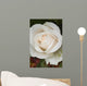 Closeup Of White Rose Wall Mural