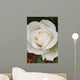 Closeup Of White Rose Wall Mural