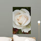 Closeup Of White Rose Wall Mural