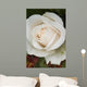 Closeup Of White Rose Wall Mural