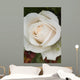Closeup Of White Rose Wall Mural