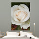Closeup Of White Rose Wall Mural