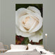 Closeup Of White Rose Wall Mural