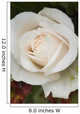 Closeup Of White Rose Wall Mural
