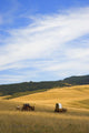 Chuck Wagons Crossing The Prairies Wall Mural