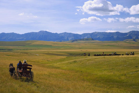 Cowboys And Wagon On A Cattle Drive Wall Mural