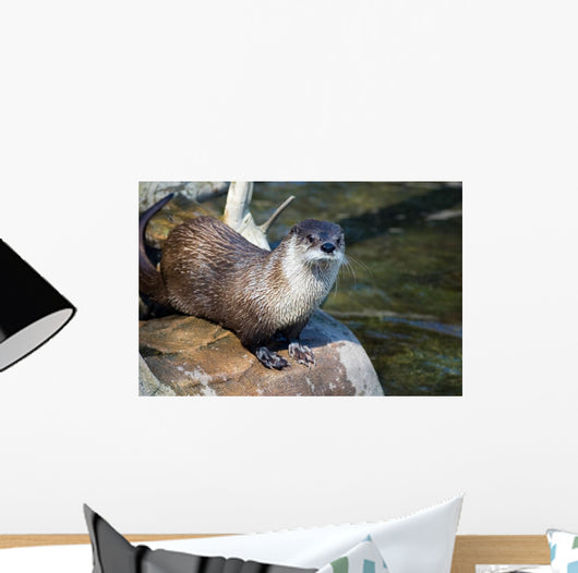 River Otter Wall Mural