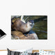 River Otter Wall Mural