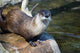 River Otter Wall Mural