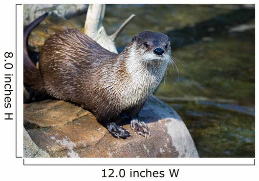River Otter Wall Mural