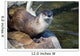 River Otter Wall Mural
