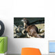 River Otter Wall Mural