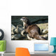 River Otter Wall Mural