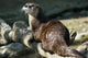 River Otter Wall Mural
