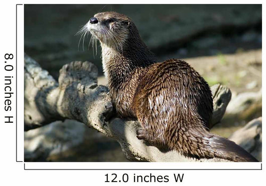 River Otter Wall Mural
