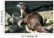 River Otter Wall Mural