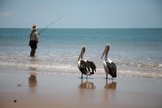 Fishing with Birds