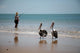 Fishing with Birds