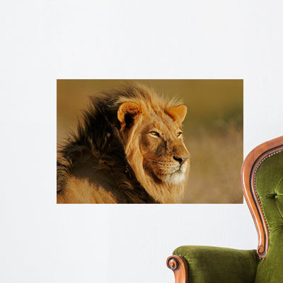 African Lion Wall Mural shown on a wall