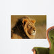 African Lion Wall Mural