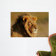 African Lion Wall Mural
