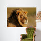 African Lion Wall Mural