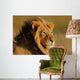 African Lion Wall Mural