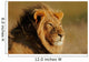 African Lion Wall Mural