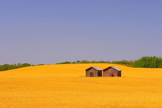 A Farmer's Field Wall Mural