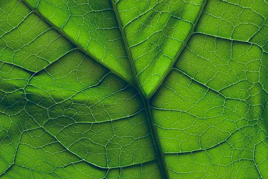 Close-Up Of A Leaf Wall Mural