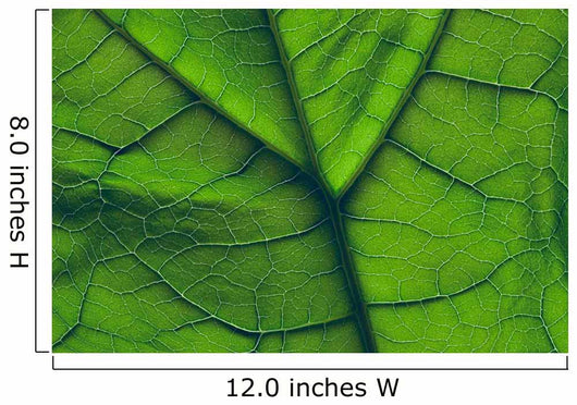 Close-Up Of A Leaf Wall Mural