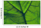 Close-Up Of A Leaf Wall Mural