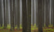 Tree Trunks Wall Mural