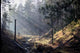 Sun Rays Ravine Wall Decal