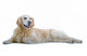 Golden Retriever Wall Decal