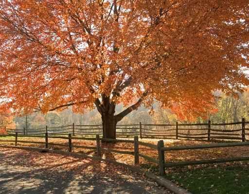Autumn Glory Wall Decal