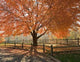 Autumn Glory Wall Decal