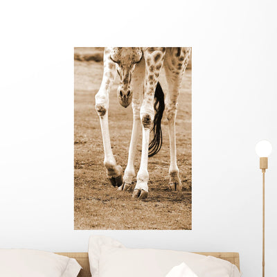 Young Giraffe Wall Mural shown on a wall