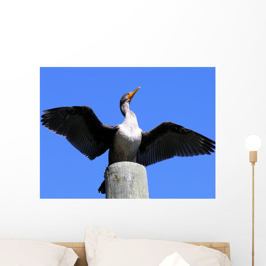double crested cormorant Wall Mural