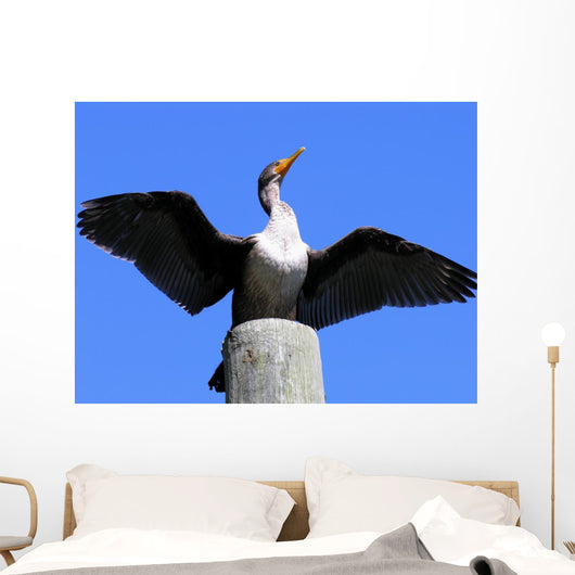 double crested cormorant Wall Mural
