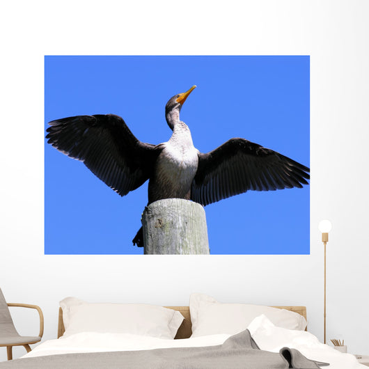 double crested cormorant Wall Mural