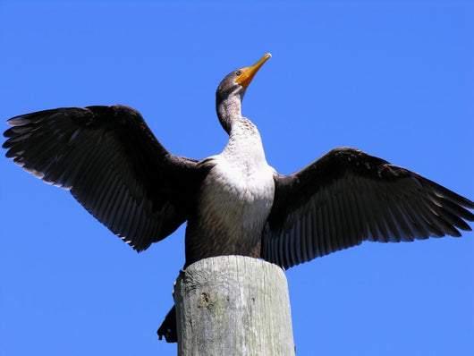 double crested cormorant Wall Mural