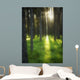 A Beautiful Wooded Area Wall Mural