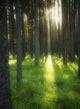 A Beautiful Wooded Area Wall Mural