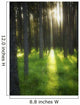 A Beautiful Wooded Area Wall Mural